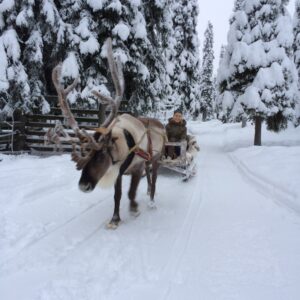 Moottorikelkkasafari porotilalle Rukalla 3 h